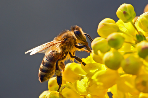 abejas especie en peligro