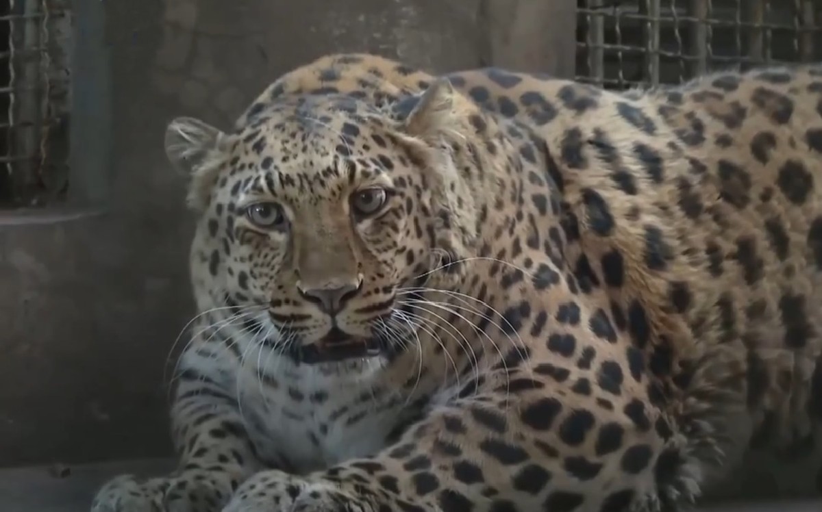leopardo con sobrepeso de un