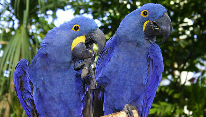 Guacamayo Azul 1
