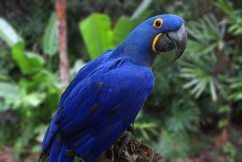 guacamayo azul 2