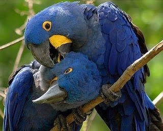 guacamayo azul 5