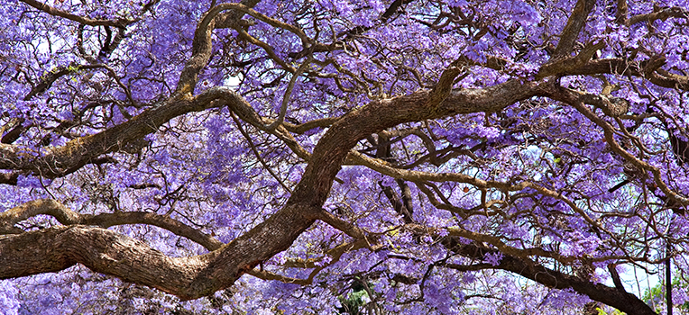 jacaranda morada