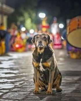 perro mazapan 6