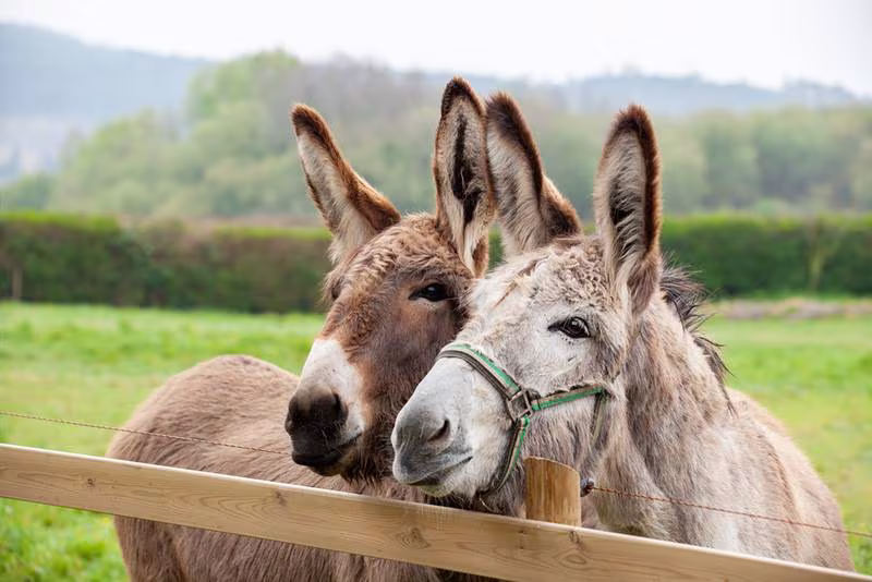 BURROS