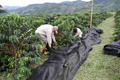 cafetaleros