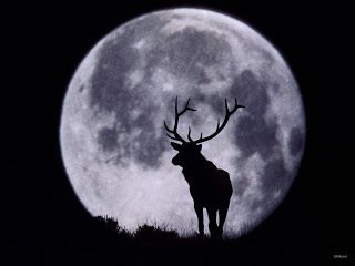 High Definition deer wallpapersHigh Definition deer wallpaperHigh Definition whitetail deer wallpaperHigh Definition deer hunting wallpapeHigh Definition john deere wallpaperdeer wallpaper for computerdeer pictu