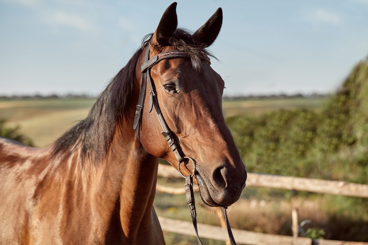 25 11 22 X datos increíbles sobre los caballos