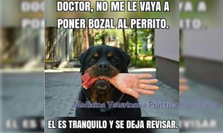 Día del veterinario memes 03