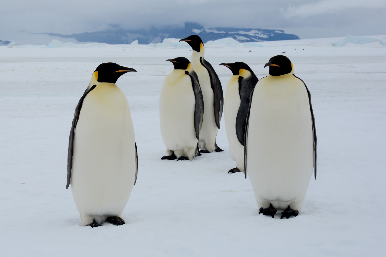 PINGU