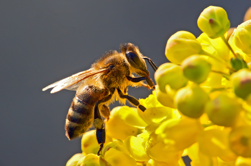 abejas especie en peligro