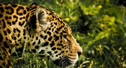 animales