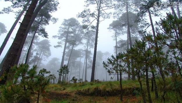 bosque nevado toluca