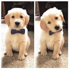 cachorro