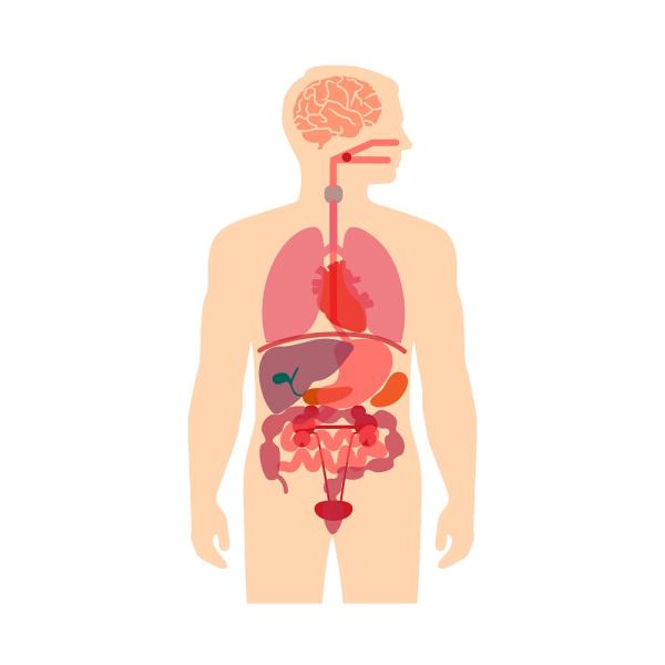 cuerpo humano