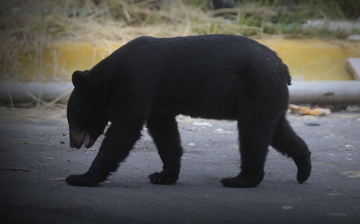 datos curiosos osos negros viven