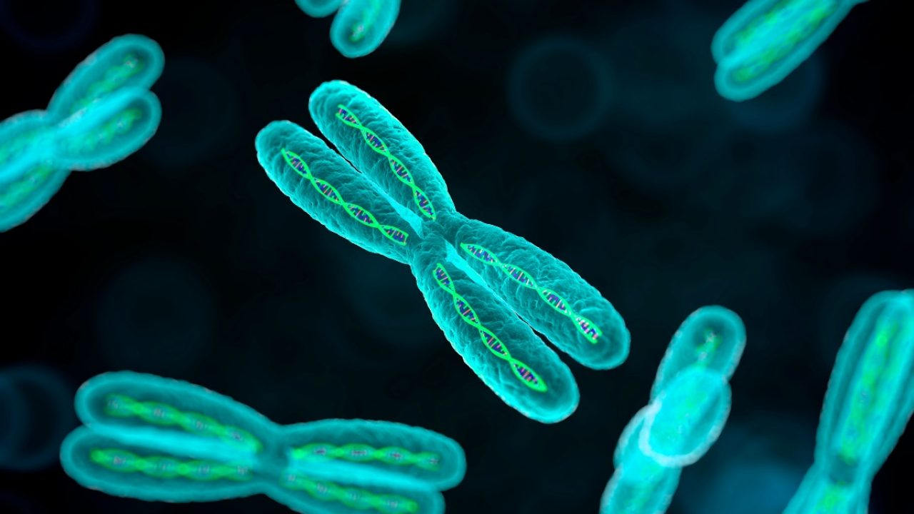 descifran el enigmatico cromosoma y la ultima pieza del genoma humano 1280x720