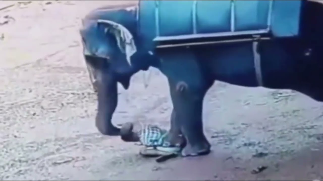 elefante
