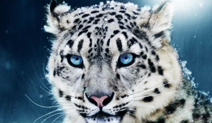 leopardo de las nievess g