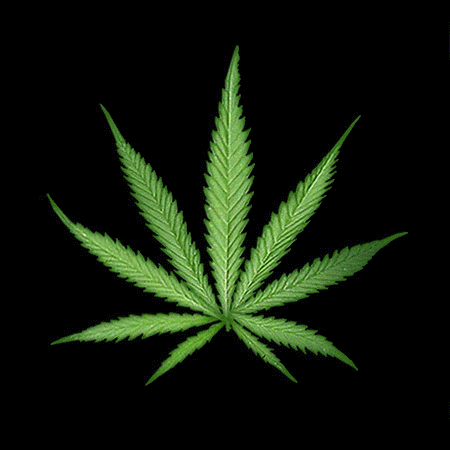 mariguana