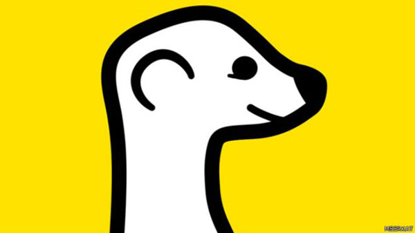 meerkat