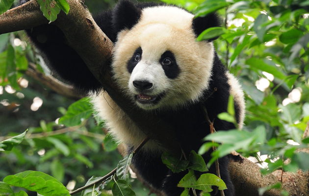 panda arobol
