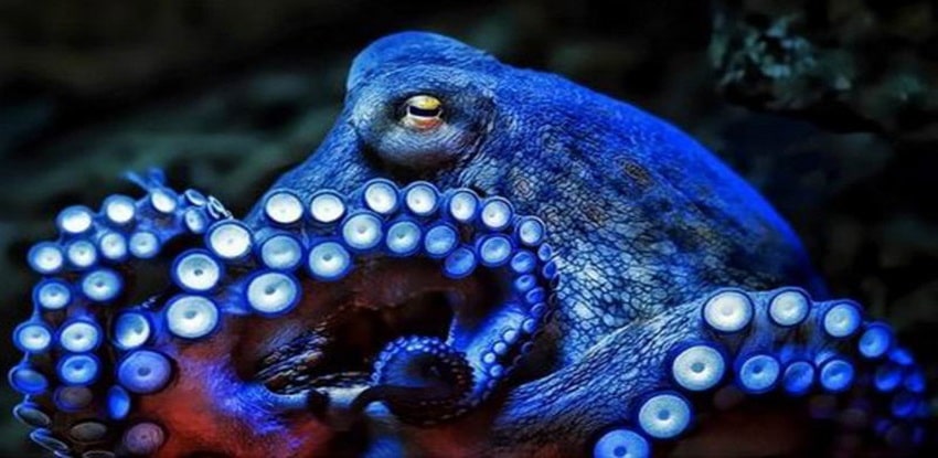 pulpo 24